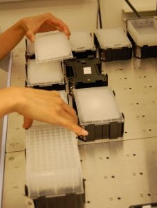 a photograph of users placing microplates on the pinning robot deck